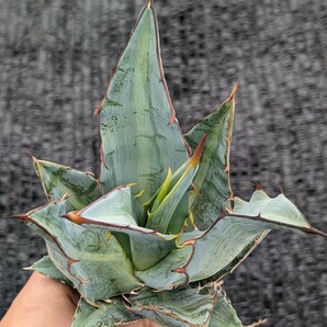 アガベ キシロナカンサ 抜き苗発送 実生 Agave xylonacanthaの画像5