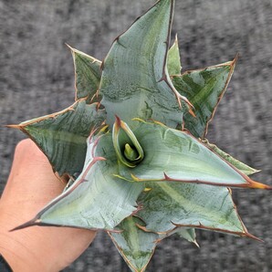 アガベ キシロナカンサ 抜き苗発送 実生 Agave xylonacanthaの画像2