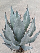 アガベ テマカプリネンシス 抜き苗発送 実生 Agave temacapulinensis　大苗_画像6