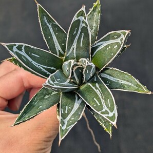 アガベ 笹の雪 ビクトリアレジーナ 抜き苗発送 実生 Agave Agave victoriae-reginae ssp. victoriae-reginaeの画像2