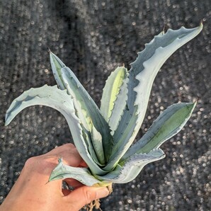 ① アガベ アメリカーナ エクスパンサ パリーダ レモンライム 抜き苗発送 Agave americana expansa pallida lemonlimeの画像5