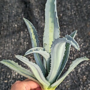 ① アガベ アメリカーナ エクスパンサ パリーダ レモンライム 抜き苗発送 Agave americana expansa pallida lemonlimeの画像1