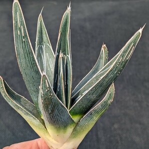 アガベ ピンティラ 抜き苗発送 実生 Agave pintilla ピンチラ 大の画像4