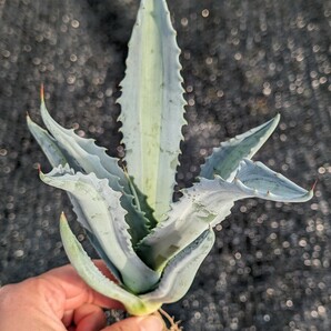 ② アガベ アメリカーナ エクスパンサ パリーダ レモンライム 抜き苗発送 Agave americana expansa pallida lemonlimeの画像4