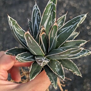 アガベ スワボダエ コンパクタ 抜き苗発送 実生 Agave victoriae-reginae ssp. swobodae Compactaの画像3