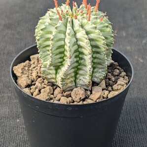 ホリダ 鉢ごと発送 ユーフォルビア Euphorbia horrida ※写真2枚目は親株ですの画像5