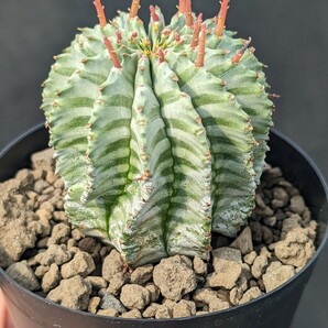 ホリダ 鉢ごと発送 ユーフォルビア Euphorbia horrida ※写真2枚目は親株ですの画像1