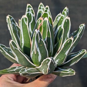 アガベ 笹の雪 抜き苗発送 Agave victoriae reginae ※子株付き(写真9枚目)の画像4