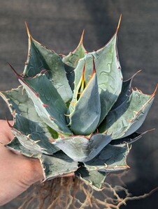 【選抜】 アガベ パラサナ 抜き苗発送 実生 Agave parrasana