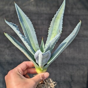 ② アガベ アメリカーナ エクスパンサ パリーダ レモンライム 抜き苗発送 Agave americana expansa pallida lemonlimeの画像4