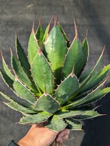 【選抜】 アガベ ホリダホリダ 抜き苗発送 実生 Agave horrida_画像4