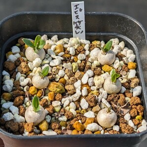 恵比寿笑い 6本セット 鉢ごと発送 実生 パキポディウム ブレビカウレ Pachypodium brevicauleの画像1