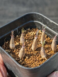 グラキリス 7本セット 鉢ごと発送 実生 パキポディウム Pachypodium gracilius