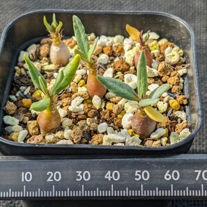 サキュレンタム 5本セット 鉢ごと発送 実生 パキポディウム Pachypodium succulentumの画像3