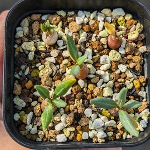 サキュレンタム 5本セット 鉢ごと発送 実生 パキポディウム Pachypodium succulentumの画像2