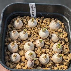 恵比寿大黒 16本セット 鉢ごと発送 実生 パキポディウム Pachypodium Densicaule デンシカウレの画像1