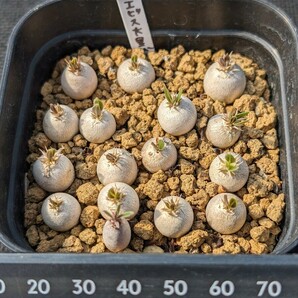 恵比寿大黒 16本セット 鉢ごと発送 実生 パキポディウム Pachypodium Densicaule デンシカウレの画像4