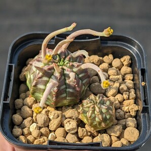 バリダ 2個セット 鉢ごと発送 ユーフォルビア Euphorbia validaの画像4