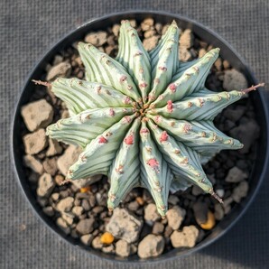 ホリダ 鉢ごと発送 ユーフォルビア Euphorbia horrida ※写真2枚目は親株ですの画像4