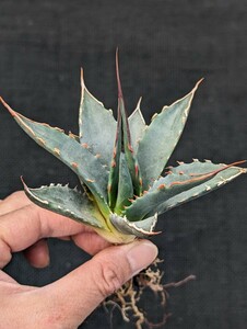 アガベ ユタエンシス カイバベンシス 抜き苗発送 実生 Agave utahensis ssp. kaibabensis