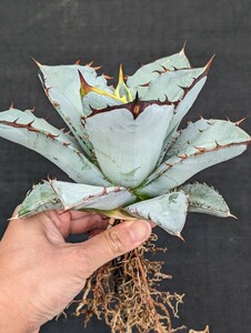 【選抜】 アガベ チタノタブルー 抜き苗発送 実生 Agave titanota Blue