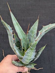 アガベ キシロナカンサ 抜き苗発送 実生 Agave xylonacantha