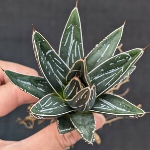 アガベ スワボダエ コンパクタ 抜き苗発送 実生 Agave victoriae-reginae ssp. swobodae Compactaの画像6