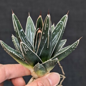 アガベ スワボダエ コンパクタ 抜き苗発送 実生 Agave victoriae-reginae ssp. swobodae Compactaの画像2