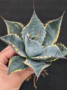 アガベ 頼光錦 抜き苗発送 Agave parrasana FIREBALL パラサナ ファイヤーボール　※写真2枚目は親株です