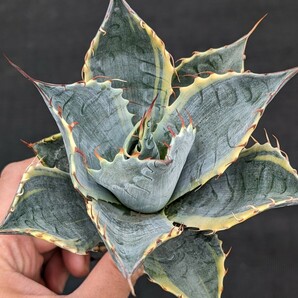 アガベ 頼光錦 抜き苗発送 Agave parrasana FIREBALL パラサナ ファイヤーボール ※写真2枚目は親株ですの画像5