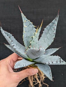 アガベ アプラナータ 抜き苗発送 実生 Agave applanata