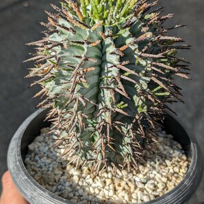 ゼブラホリダ 鉢ごと発送 ユーフォルビア Euphorbia horrida zebrinaの画像5