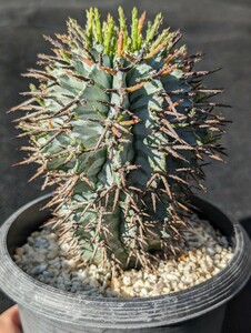 ゼブラホリダ 鉢ごと発送 ユーフォルビア Euphorbia horrida zebrina