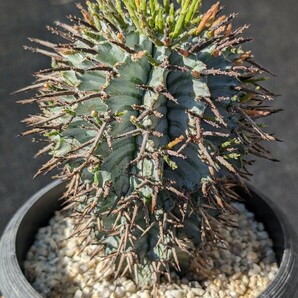 ゼブラホリダ 鉢ごと発送 ユーフォルビア Euphorbia horrida zebrinaの画像3
