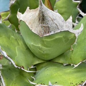 アガベ チタノタ Agave titanota Kelly clone 白犀牛 トリケラ PUPの画像1