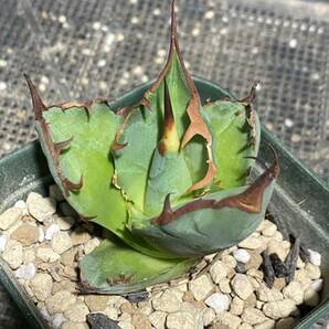 アガベ チタノタ Agave titanota Kelly clone 白犀牛 トリケラ PUPの画像3