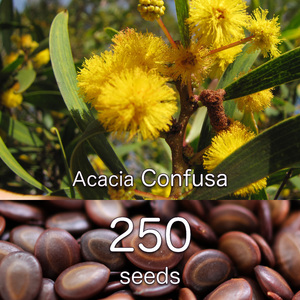 Acacia Confusa 種子 250粒+ アカシア・コンフサ 相思樹 台湾アカシア