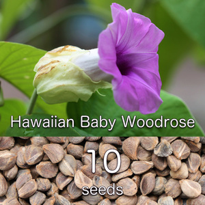 種子10粒 ハワイアンベイビーウッドローズ 無農薬・無消毒 Hawaiian Baby Woodrose アドホグダ ヴィダーラ Argyreia nervosa