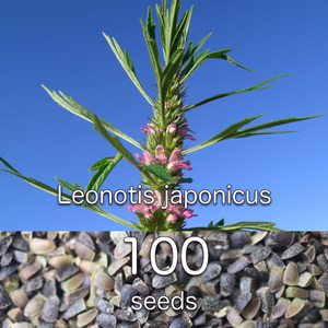 Leonurus japonicus 種子50粒+ レオヌルス・ジャポニカス 目弾 メハジキ 益母草 ヤクモソウ oriental motherwort マザーワート