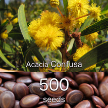 Acacia Confusa 種子 500粒+（アカシア・コンフサ） Taiwan Akacia（台湾アカシア） Formosa Acacia Formosa Koa 相思樹（ソウシジュ）_画像1