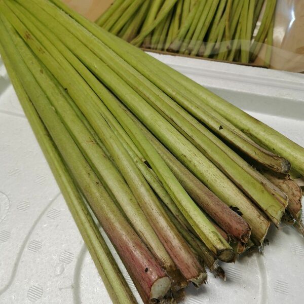 ※1.8kg 天然山蕗　ふき　蕗　野蕗　※初物　天然山蕗　ふき　蕗　野蕗