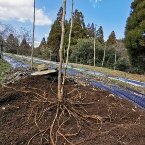 ※最後まで読むとプレゼントあり　熊本県　阿蘇産　棘なしタラの根　20本