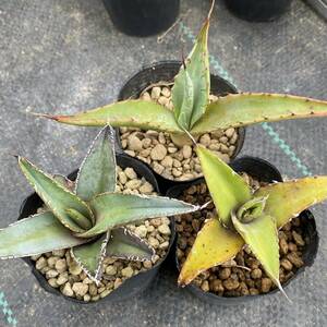 Agave アガベ 3品種セット chrysantha クリサンサ megalodonta メガロドンタ xylonacantha キシロナカンサ