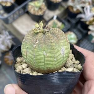 Euphorbia obesa ユーフォルビア オベサ 雄株