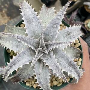 Dyckia GrayOps ディッキア グレイオプス