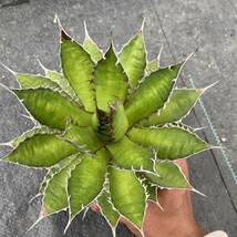 Agave horrida ssp. horrida アガベ ホリダ_画像8