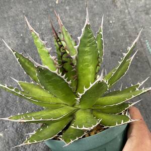 Agave horrida ssp. horrida アガベ ホリダ