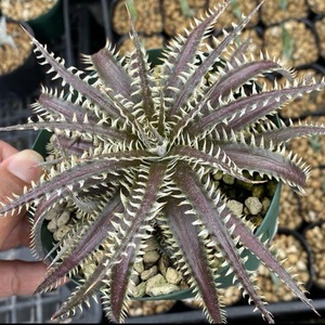 Dyckia 4th of July series #202 ディッキア 4ojs