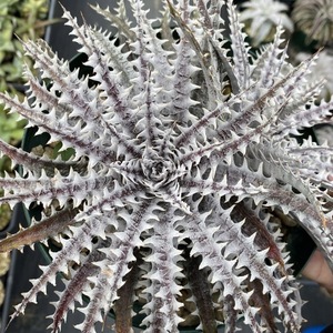 Dyckia 'Arizona' × 'Mercury' ディッキア アリゾナ × マーキュリー sueb hybrid