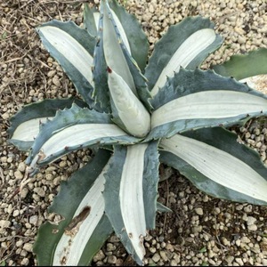 Agave americana mediopicta 'alba' アガベ アメリカーナ メディオピクタ アルバ 華厳